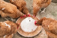 Grape pomace as a natural feed additive for sustainable poultry production